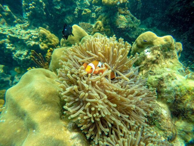 Phuket: Phi Phi Sunrise Boat Tour to Bamboo and Khai Island - Itinerary and Activities
