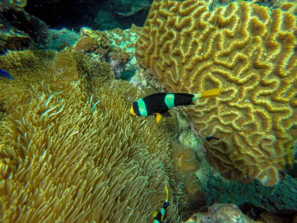 Phuket: Phi Phi Sunrise Boat Tour to Bamboo and Khai Island - Common Questions