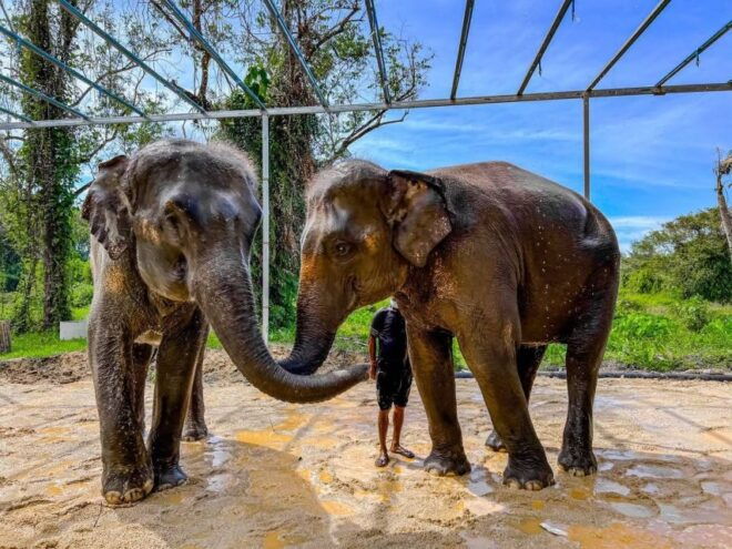 Phuket: Phuket Elephant Care Sanctuary ECO Tour - Phuket Elephant Care