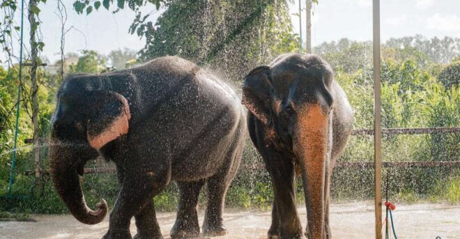 Phuket: Phuket Elephant Care Sanctuary ECO Tour - Highlights