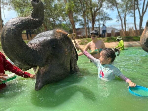 Phuket: Phuket Elephant Care Sanctuary ECO Tour - The Sum Up