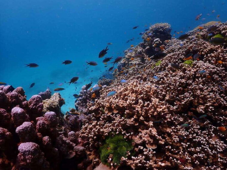 Phuket: Premium Tour to Racha Islands With Snorkel & Lunch - Visiting Pirates Beach and Koh Racha Noi