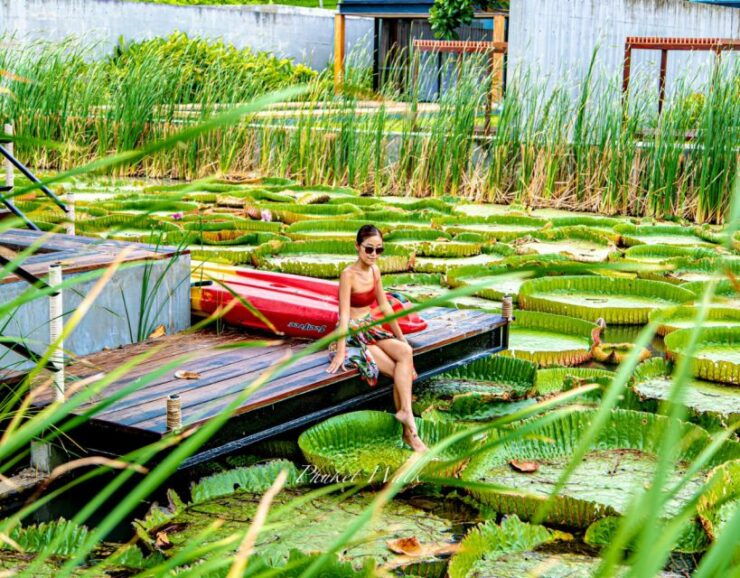 Phuket: Private & All-Inclusive Giant Water Lilies Tour - Booking Details