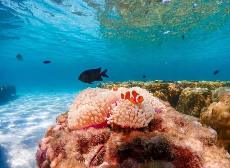 Phuket: Racha Noi & Maiton Catmaran Tour with Beach Picnic - Who Should Consider This Tour?