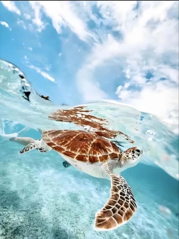 Phuket: Racha Noi & Maiton Catmaran Tour with Beach Picnic - Good To Know  