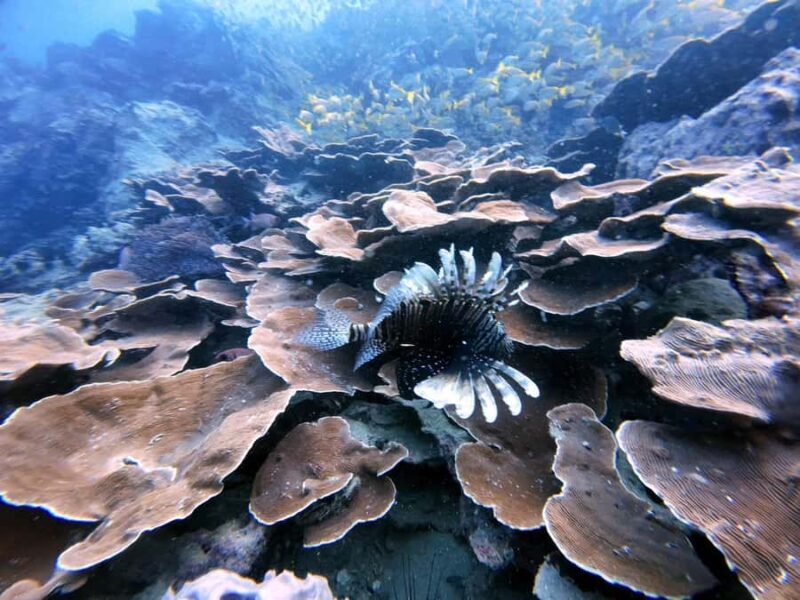 Phuket: Racha Yai 2-Fun Dives or Snorkeling Trip w/Transfer - Final Thoughts