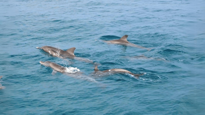 Phuket: Raya Island, Maithon Island, & Dolphin Spotting Tour - Island Activities