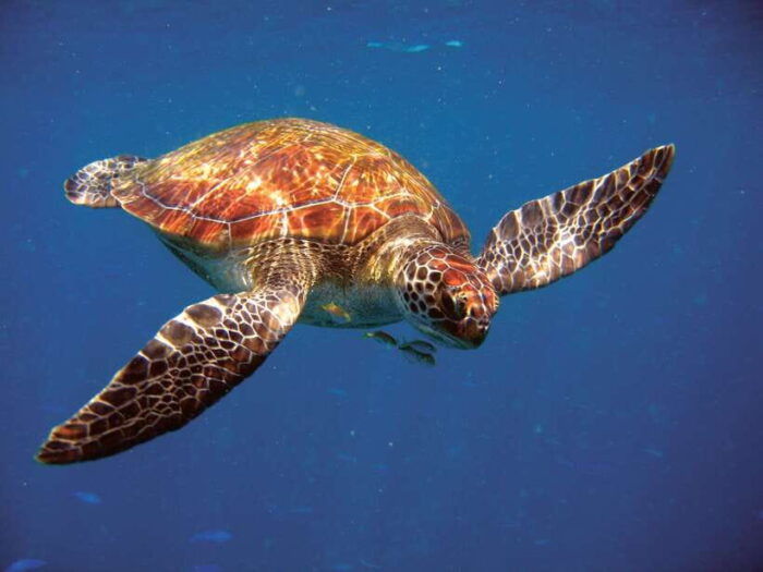 Phuket: RAYA YAI - Snorkeling Safari & Island Tour - Frequently Asked Questions