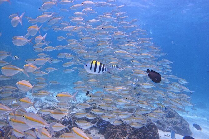 Phuket: Scuba Dive Racha and Coral Islands with Snorkeling Tour - An In-Depth Look at the Tour Experience