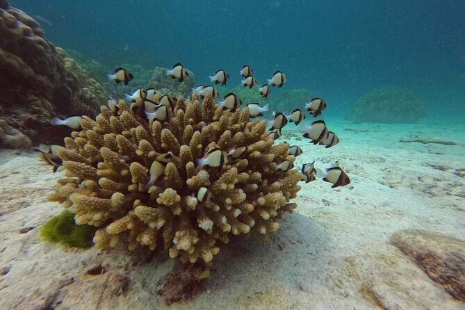 Phuket: Scuba Dive Racha and Coral Islands with Snorkeling Tour - FAQs