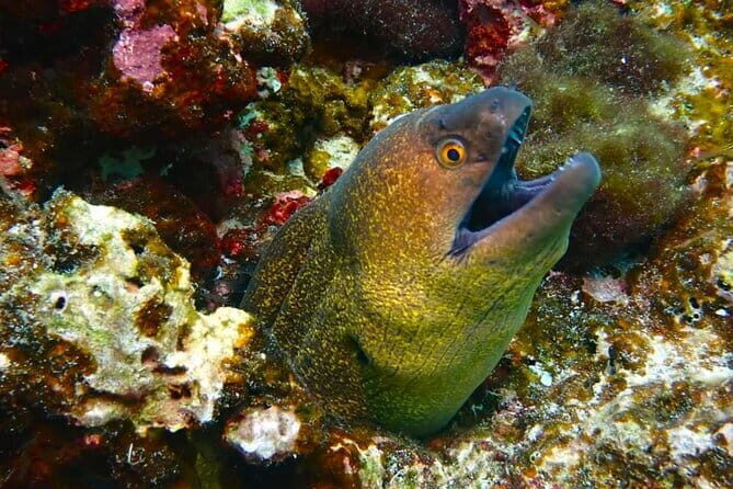 Phuket Scuba Diving Maiton Private Island Small Group or Snorkel - Practical Tips for Booking and Enjoying