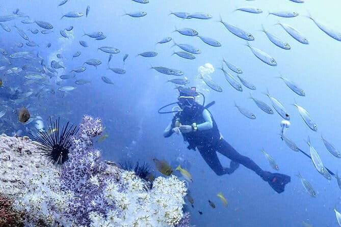 Phuket Scuba Diving Phi Phi Islands (Certified Divers Only) - What to Expect on This Dive Day