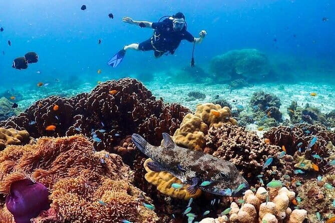 Phuket Scuba Diving Phi Phi Islands (Certified Divers Only) - Pricing and Value Analysis