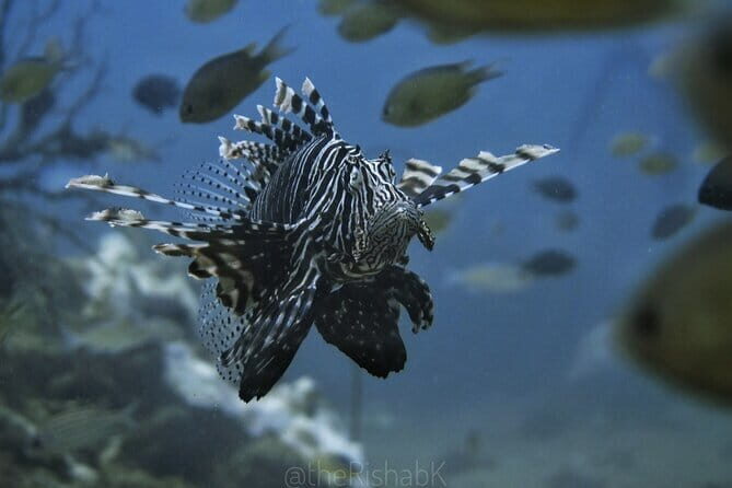 Phuket Scuba Diving Phi Phi Islands (Certified Divers Only) - Cost & Value Analysis