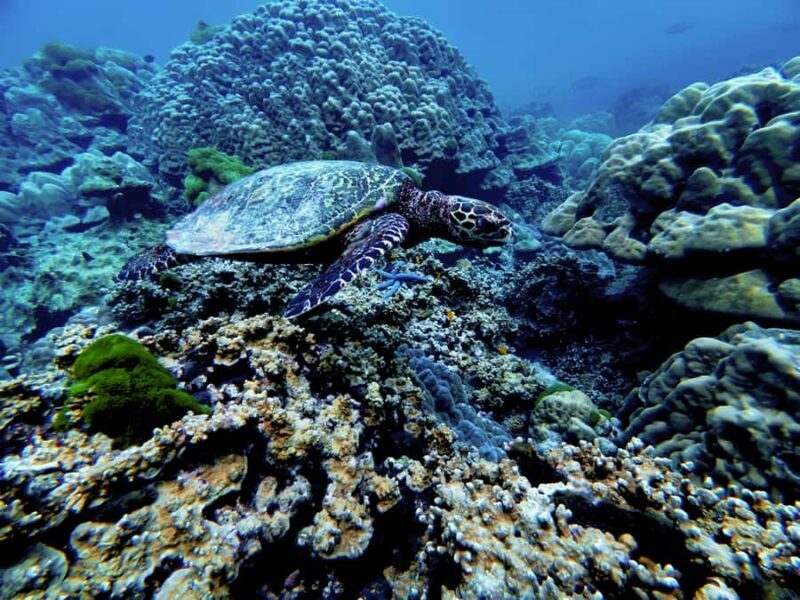 Phuket Scuba Diving Racha Islands 1-3 Dives For All Levels - FAQ