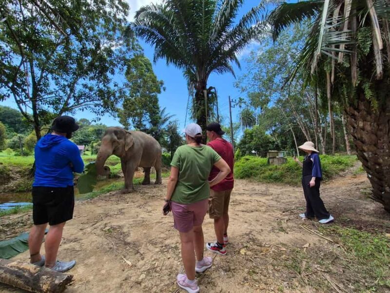Phuket: Sea Turle Center,Temples,Tsunami & Elephant and More - Final Thoughts