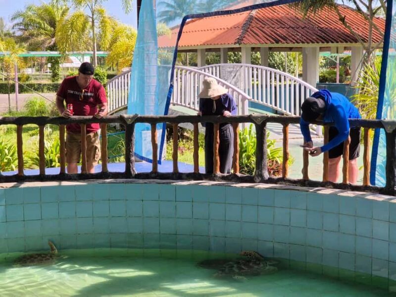 Phuket: Sea Turle Center,Temples,Tsunami & Elephant and More - FAQ