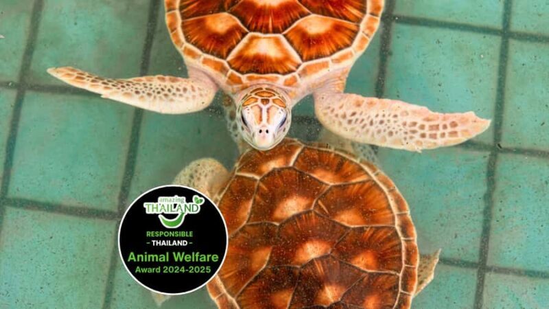 Phuket: Sea Turle Center,Temples,Tsunami & Elephant and More - Pricing and Value