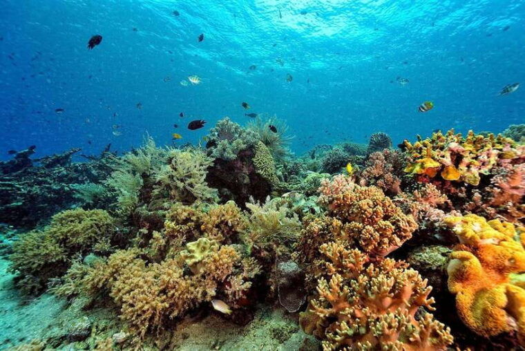 Phuket: Similan Island Day Trip by Speed Boat Catamaran - Important Information and Guidelines