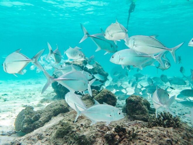 Phuket: Similan Island Full-Day Trip by Speedboat With Meals - Customer Reviews