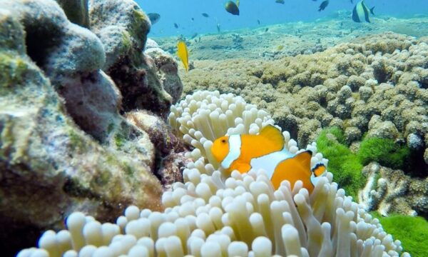 Phuket: Similan Island Full-Day Trip by Speedboat With Meals - Island Exploration