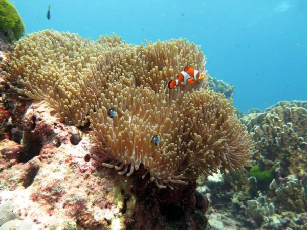Phuket: Similan Island Full-Day Trip by Speedboat With Meals - Common Questions