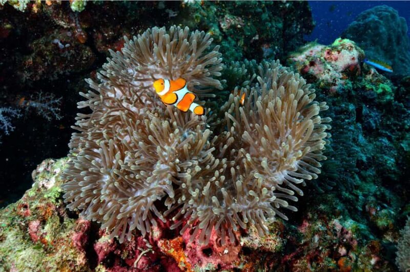 Phuket: Similan Islands Day Tour by Speedboat with Lunch - FAQs