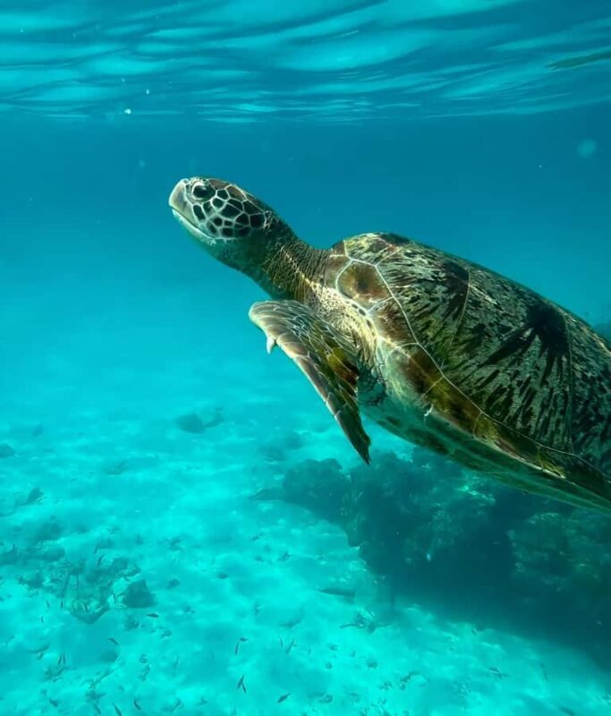 Phuket: Similan Islands Snorkeling Day Trip by Catamaran - Final Thoughts