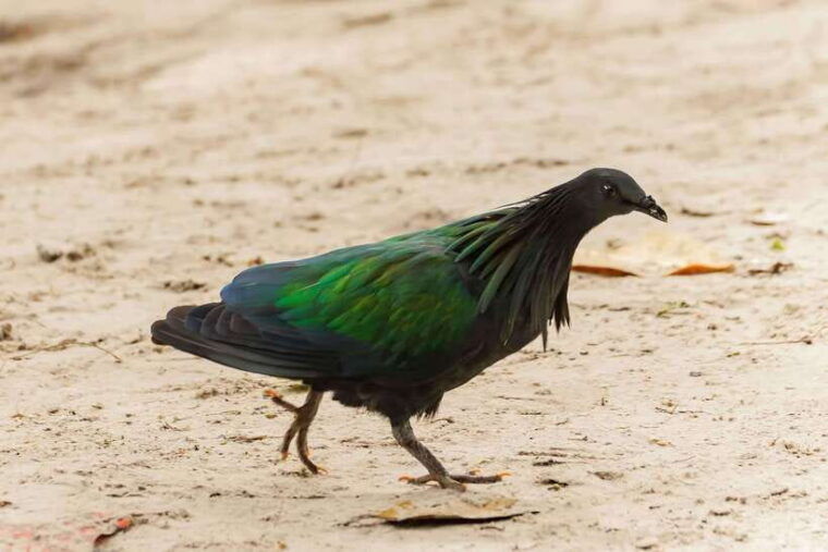 Phuket: Similan Islands Tour by Premium Speed Catamaran - Recommended and Prohibited Items