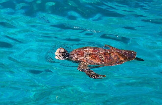 Phuket : Similan Islands Tour - Included Services