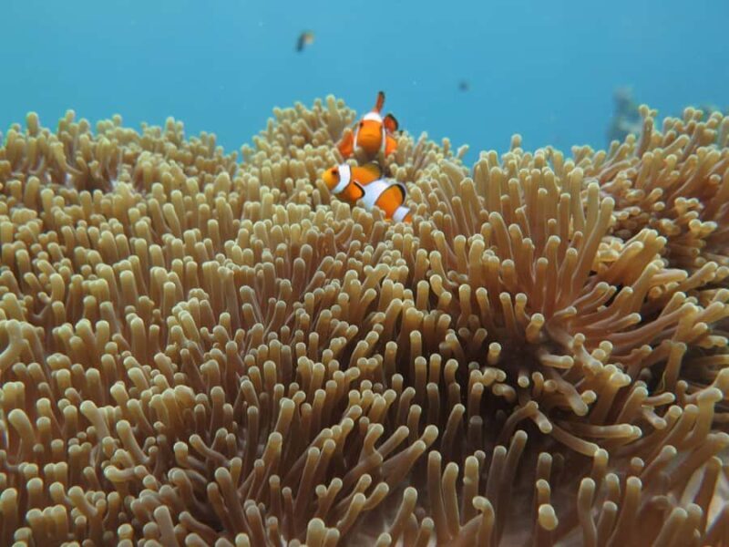 Phuket: Similan The Hidden Paradise Sea Tour - What to Know Before Booking