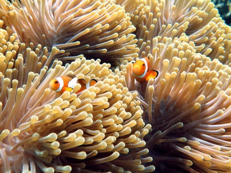 Phuket: Similan The Hidden Paradise Sea Tour - The Sum Up