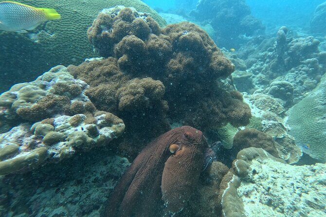 Phuket: Stunning Night Dive from the shore - Good To Know