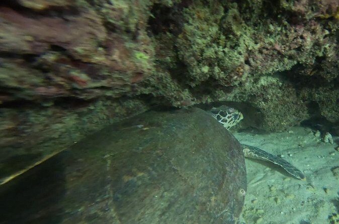 Phuket: Stunning Night Dive from the shore - FAQ