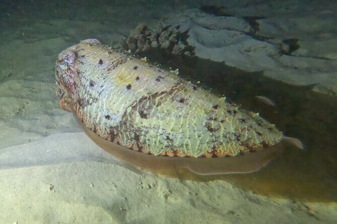 Phuket: Stunning Night Dive from the shore - A Closer Look at the Itinerary