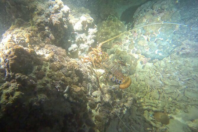 Phuket: Stunning Night Dive from the shore - FAQ