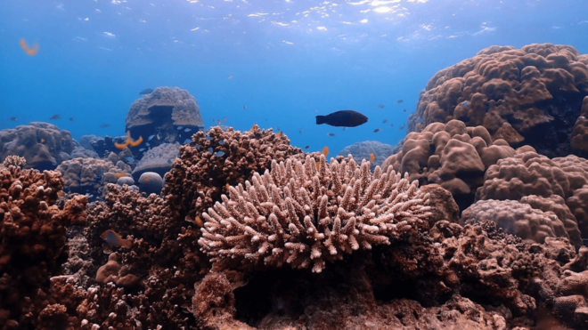Phuket : Surin Island by Speedboat - Highlights of the Trip