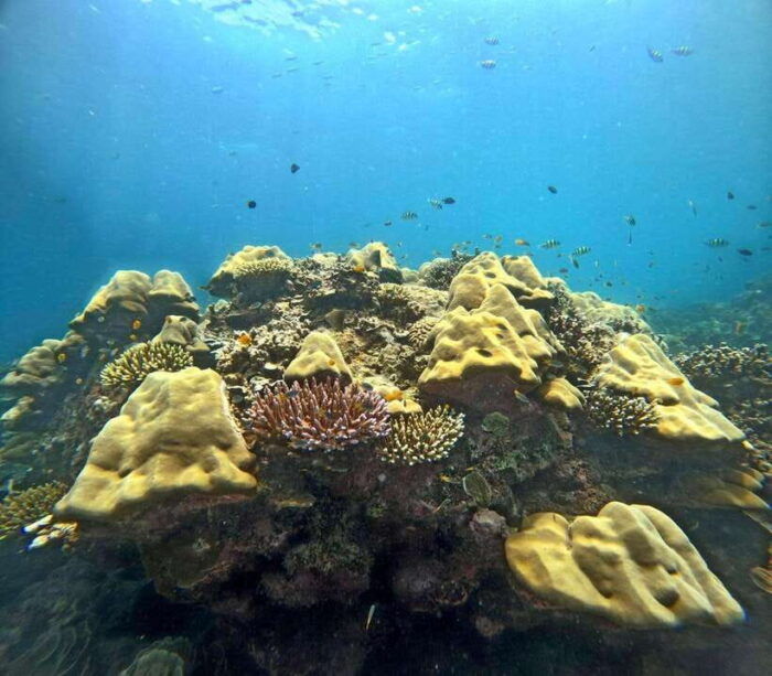 Phuket: Surin Islands Full Day Snorkeling Tour by Speedboat - Frequently Asked Questions