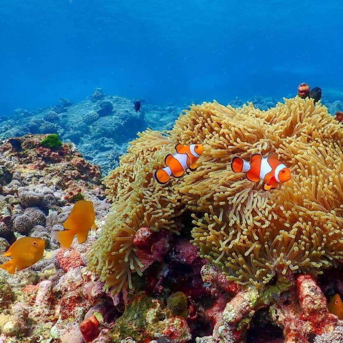 Phuket: Surin Islands Full Day Snorkeling Tour by Speedboat - Highlights and Experiences