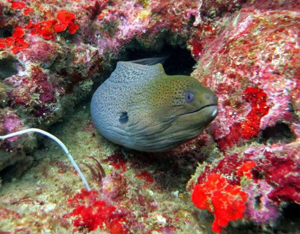 Phuket, Thailand : PADI Open Water Scuba Diver Course Phuket - What to Expect During Training