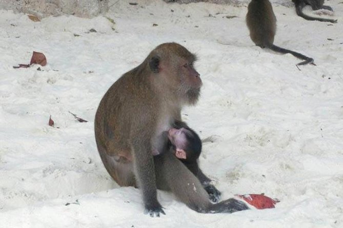 Phuket to Phi Phi Islands by Speedboat - Weather, Transportation, and Stops