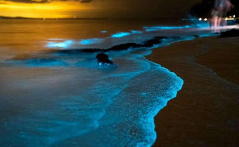 Phuket : Twilight Sea Canoe Tour With Glowing Plankton - Highlights and Experiences