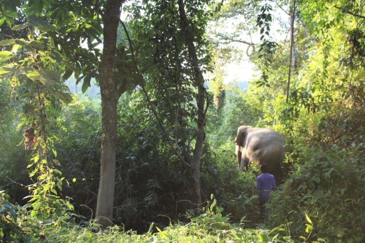 Phuket: Unique Dawn Ethical Elephant Sanctuary Experience - Sanctuary Location and Setting