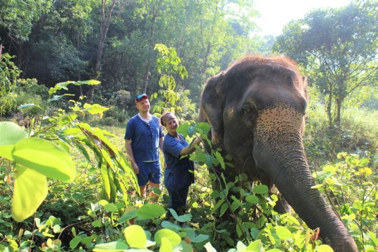 Phuket: Unique Dawn Ethical Elephant Sanctuary Experience - Ethical Elephant Care Principles