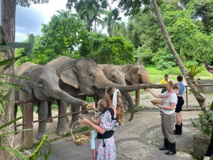 Phuket: Walk and Feed Ethical Elephant Nature Park Tour - Educational Aspects of the Tour