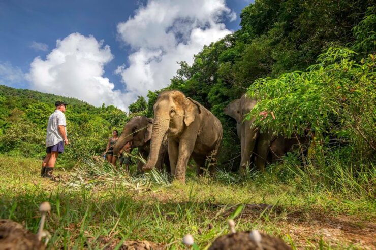 Phuket: Walk and Feed Ethical Elephant Nature Park Tour - Booking Details