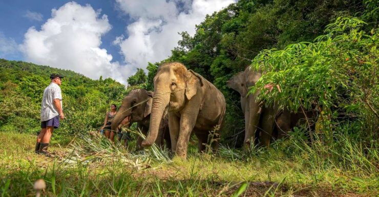 Phuket: Walk and Feed Ethical Elephant Nature Park Tour - Itinerary
