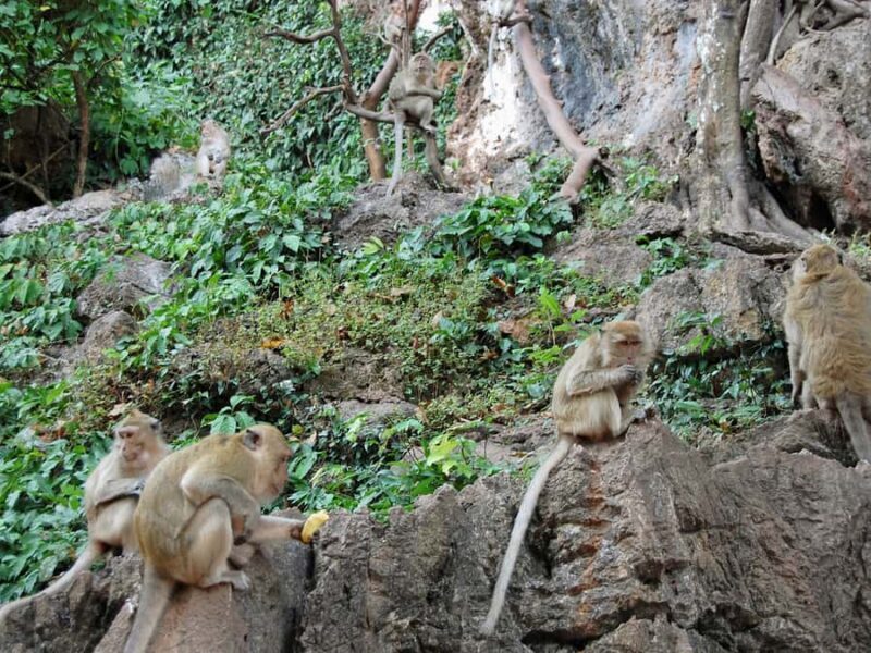 Phuket : White Water Rafting Adventure & Monkey Temple, ATV - Considerations and Caveats