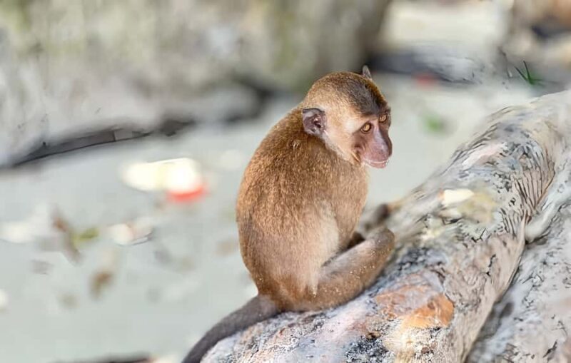 Phuket:PhiPhi Maya Bay & Khai Island Tour by Speed Catamaran - Final Thoughts