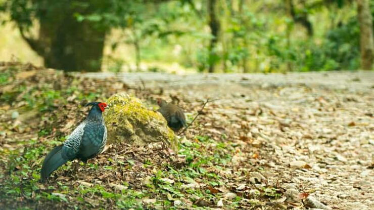 Phulchowki Bird Watching Day Hiking - Detailed Itinerary